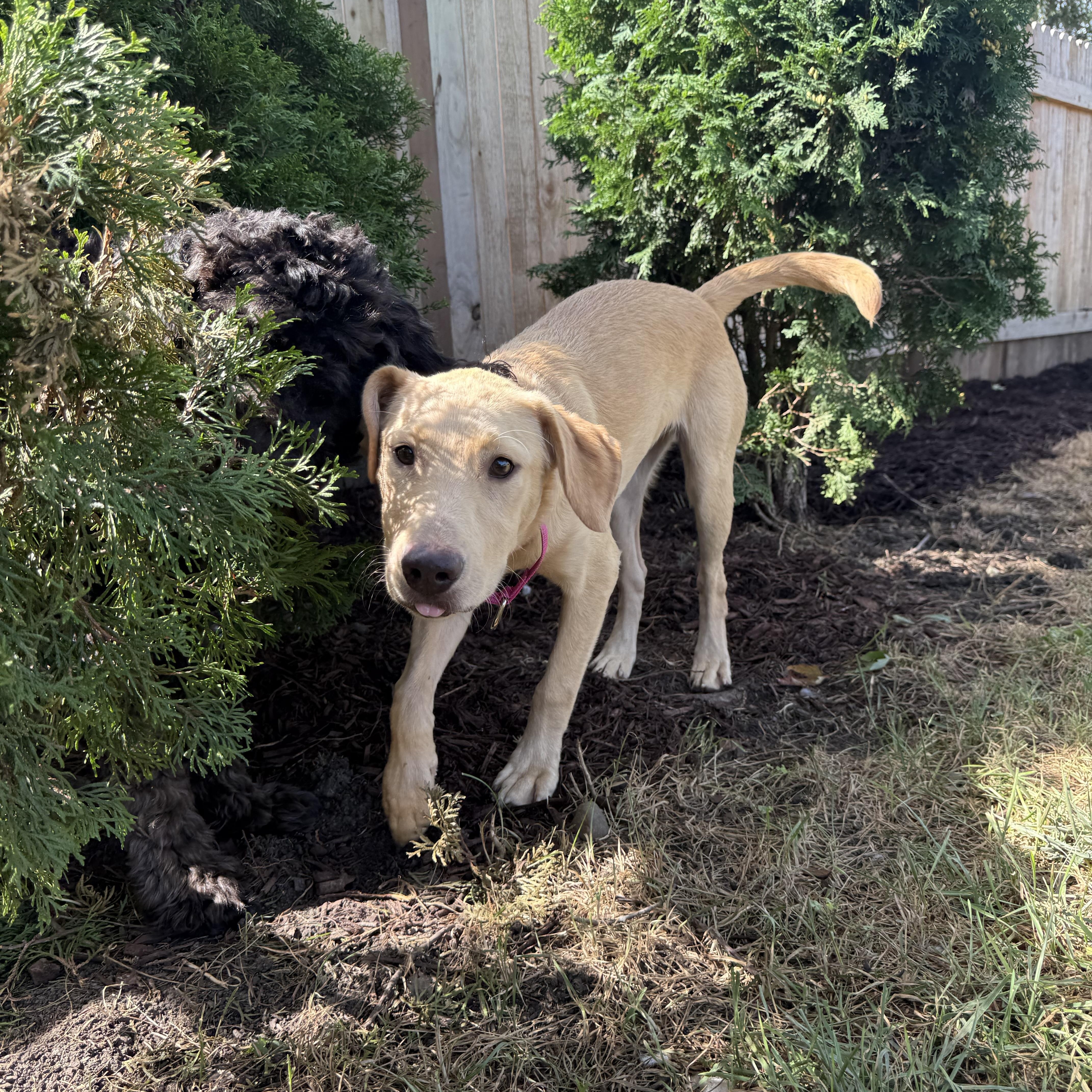 Enlarge Chia, a Adopted mixed breed in Oswego, IL image 4/6