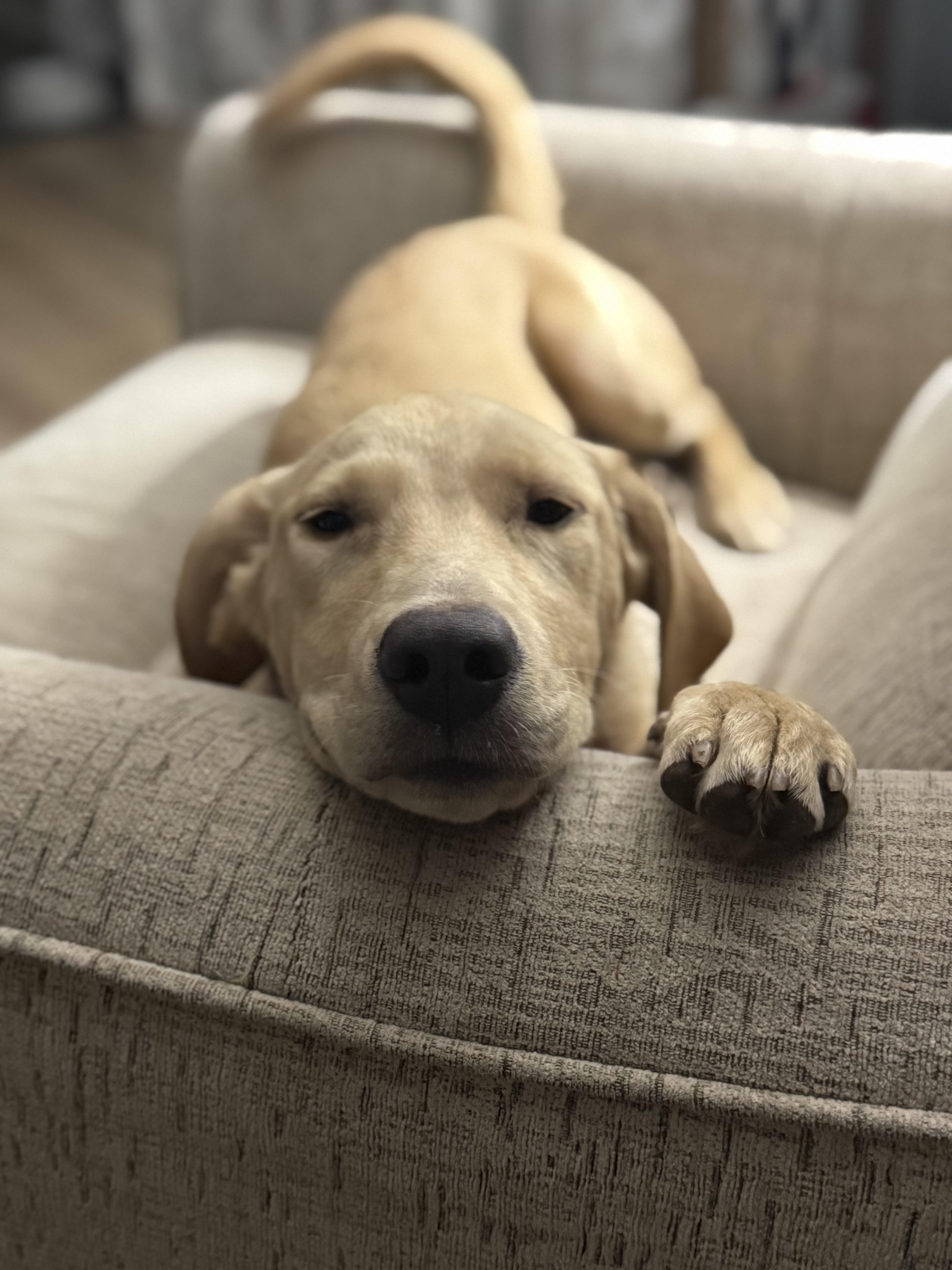 Enlarge Chia, a Adopted mixed breed in Oswego, IL image 1/6