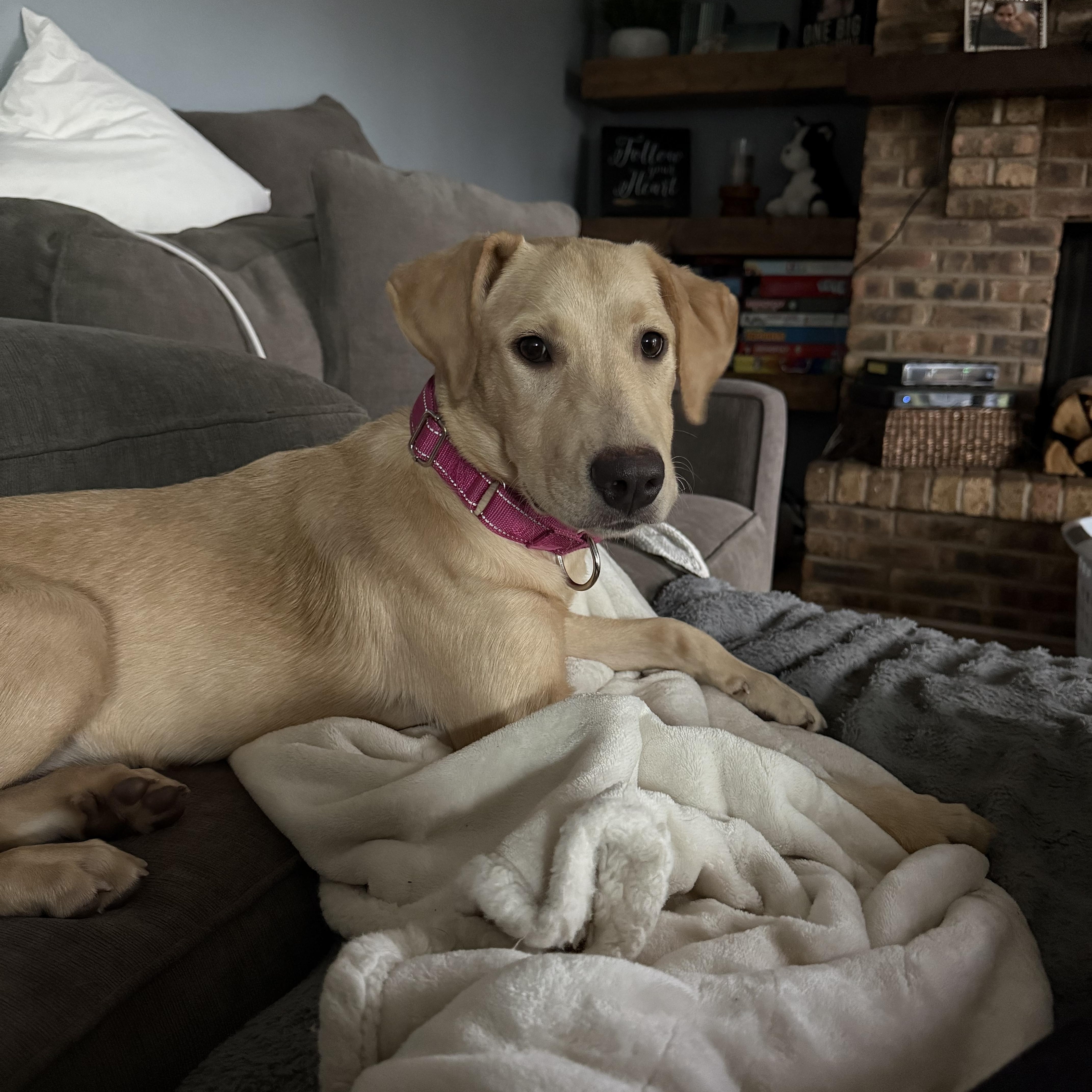 Enlarge Chia, a Adopted mixed breed in Oswego, IL image 2/6