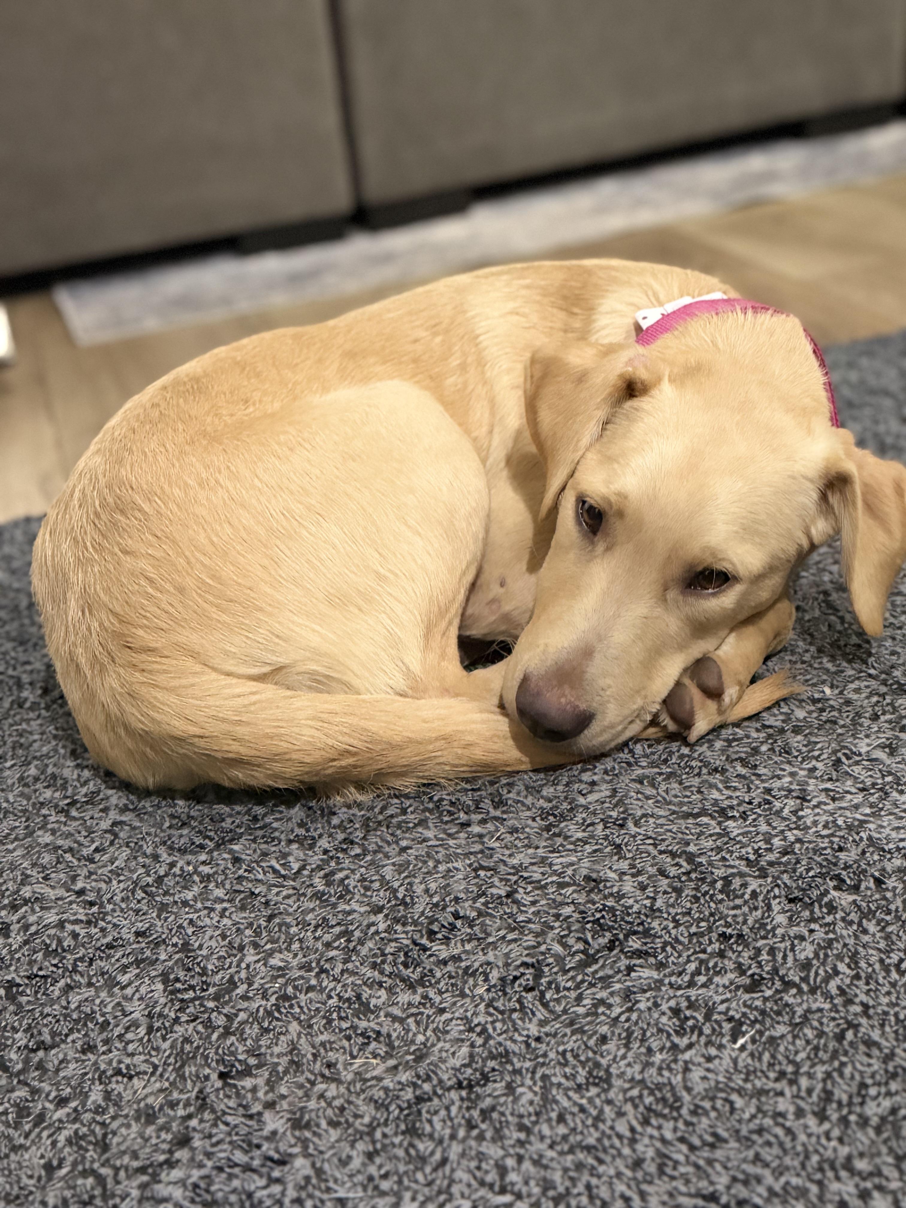 Enlarge Chia, a Adopted mixed breed in Oswego, IL image 3/6