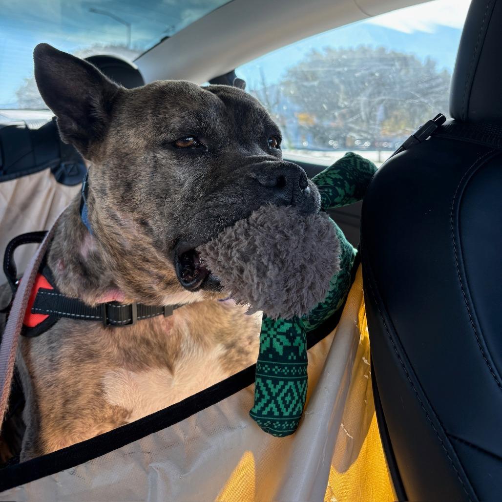 Mamas, Adoptable, Senior Female Mixed Breed.