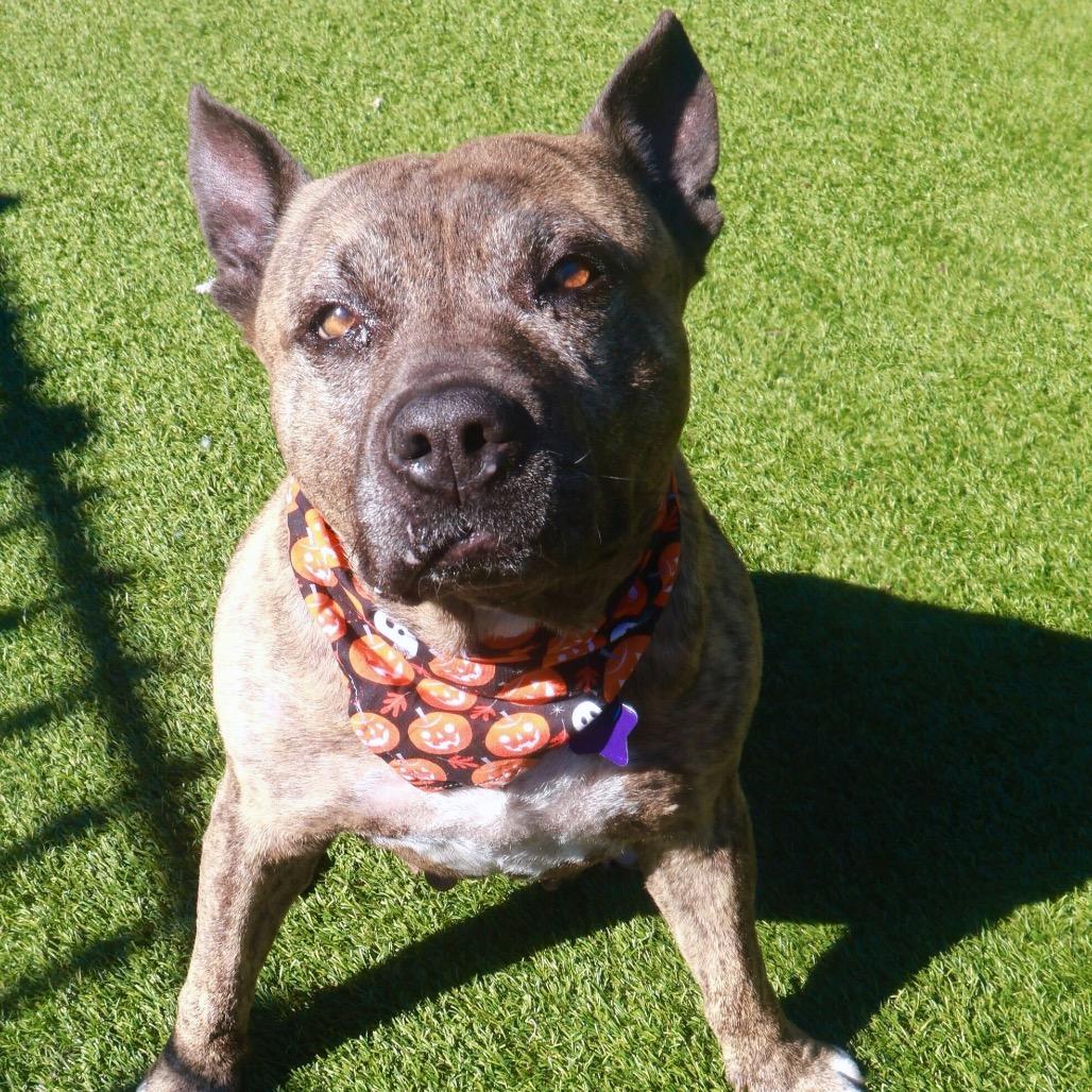 Enlarge Mamas, a Adoptable Mixed Breed in San Francisco, CA image 2/6