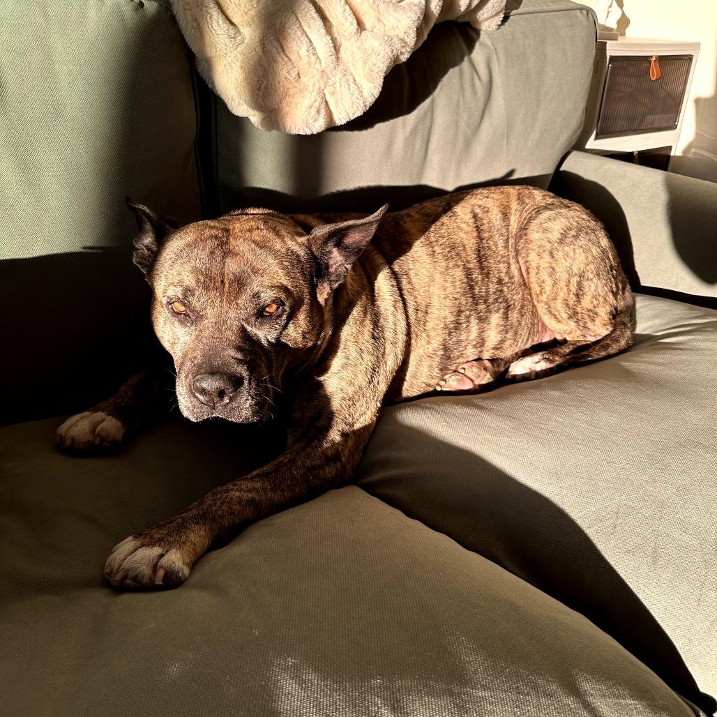 Enlarge Mamas, a Adoptable Mixed Breed in San Francisco, CA image 3/6