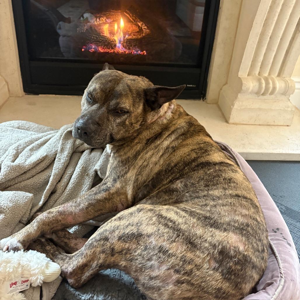 Enlarge Mamas, a Adoptable Mixed Breed in San Francisco, CA image 4/6
