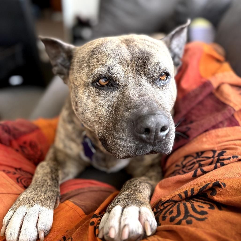 Enlarge Mamas, a Adoptable Mixed Breed in San Francisco, CA image 5/6