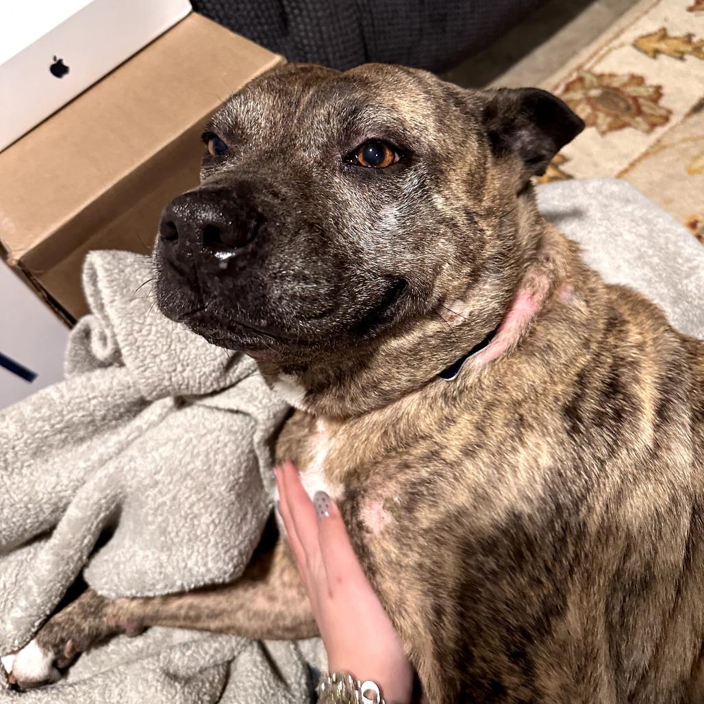 Enlarge Mamas, a Adoptable Mixed Breed in San Francisco, CA image 6/6
