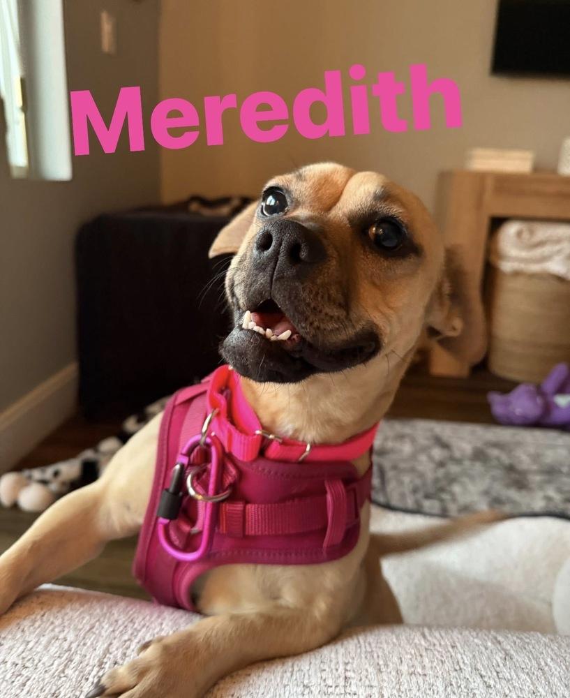 Meredith, Adoptable, Adult Female American Bully & Pug.