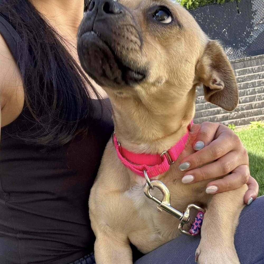 Meredith, a Adoptable mixed breed in Saugus, MA image 3/6