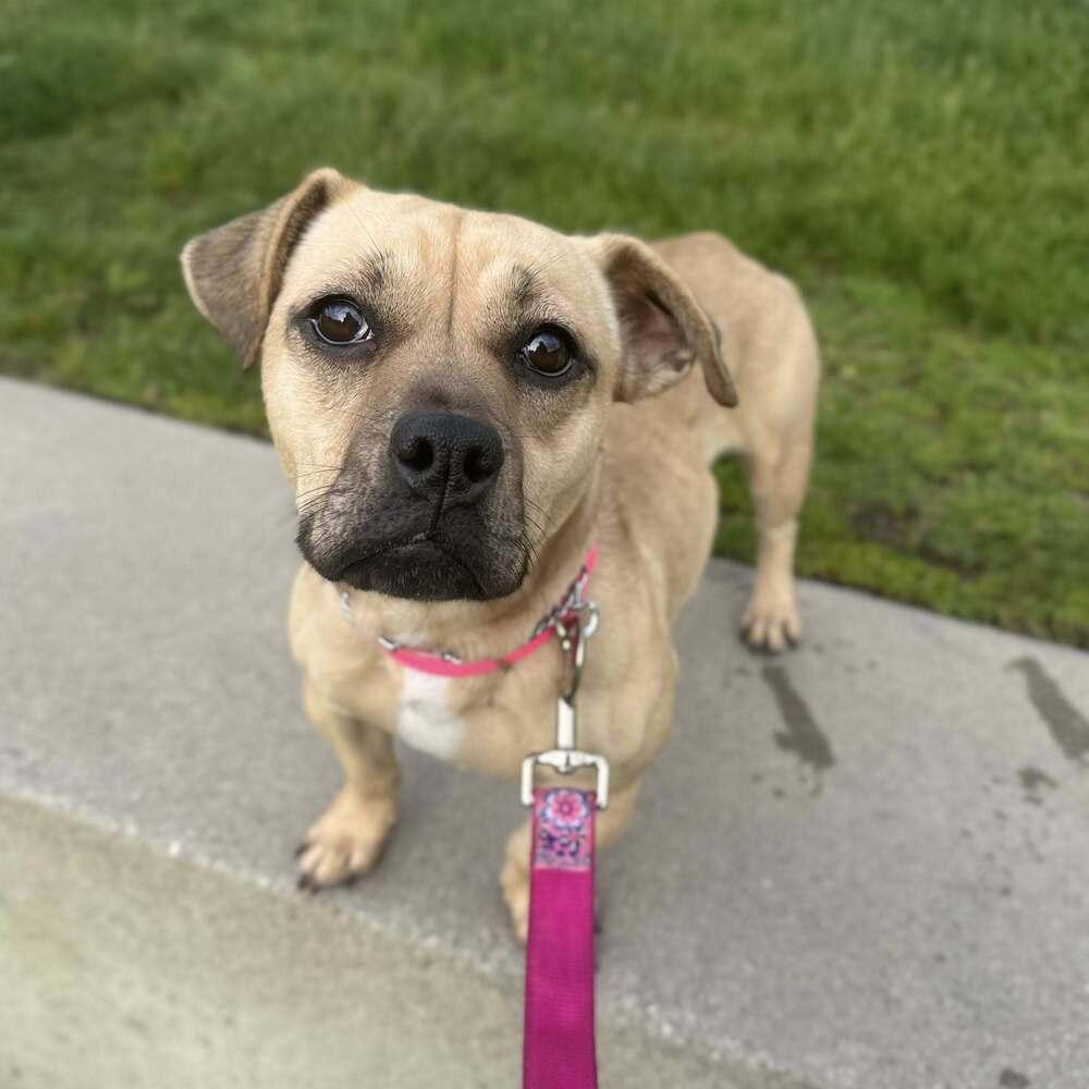 Meredith, a Adoptable mixed breed in Saugus, MA image 4/6