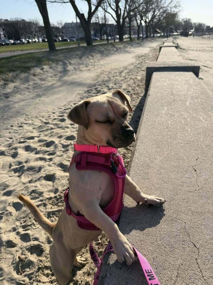 Meredith, a Adoptable mixed breed in Saugus, MA image 5/6