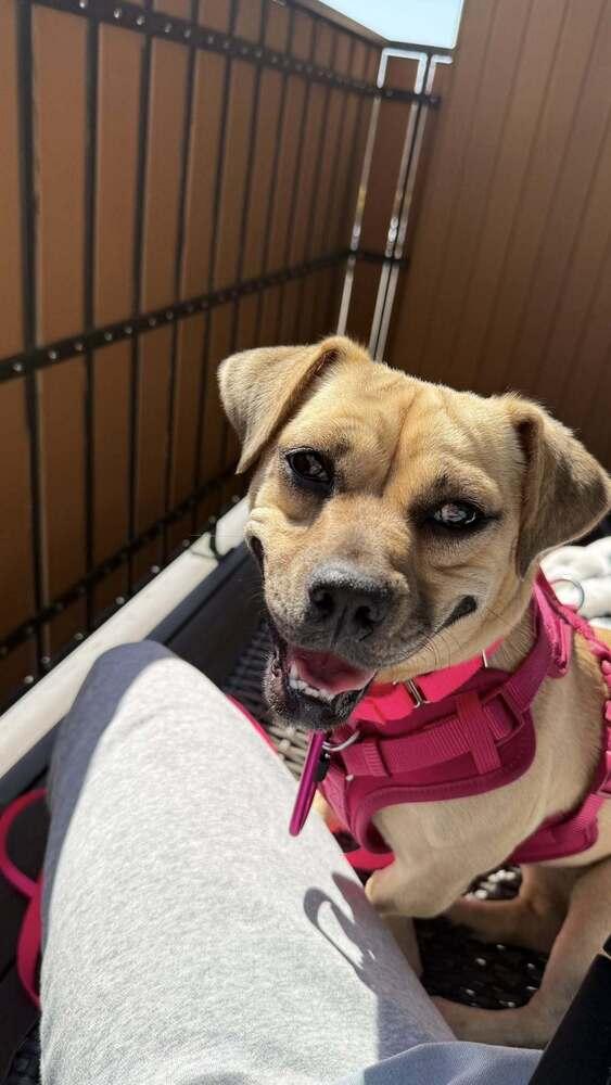 Meredith, a Adoptable mixed breed in Saugus, MA image 6/6