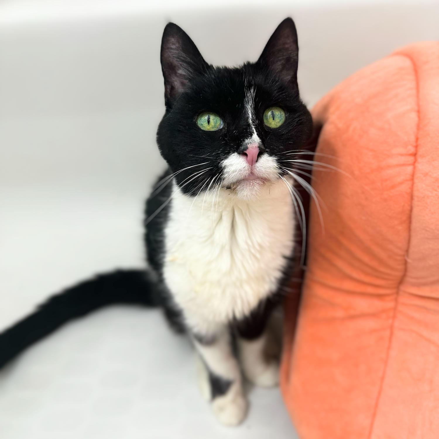 Chartreuse, a Adoptable Domestic Short Hair in Ossining, NY image 1/6