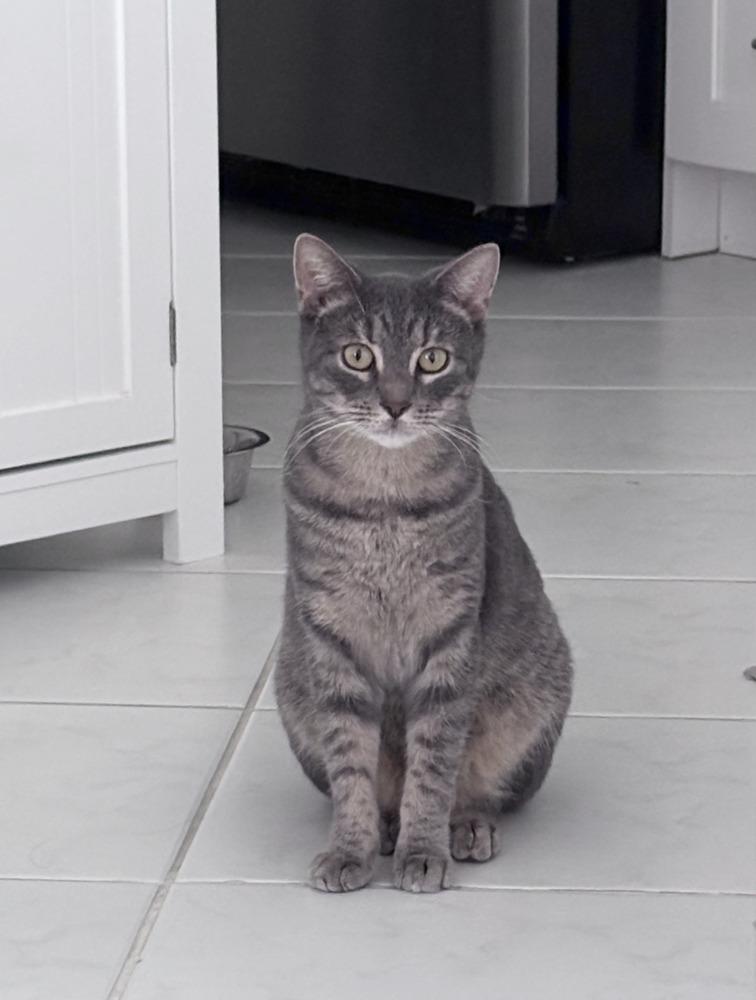 Enlarge Kiko, a Adoptable Domestic Short Hair in Wellington, FL image 1/6