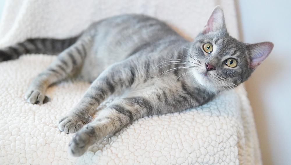 Enlarge Kiko, a Adoptable Domestic Short Hair in Wellington, FL image 1/6