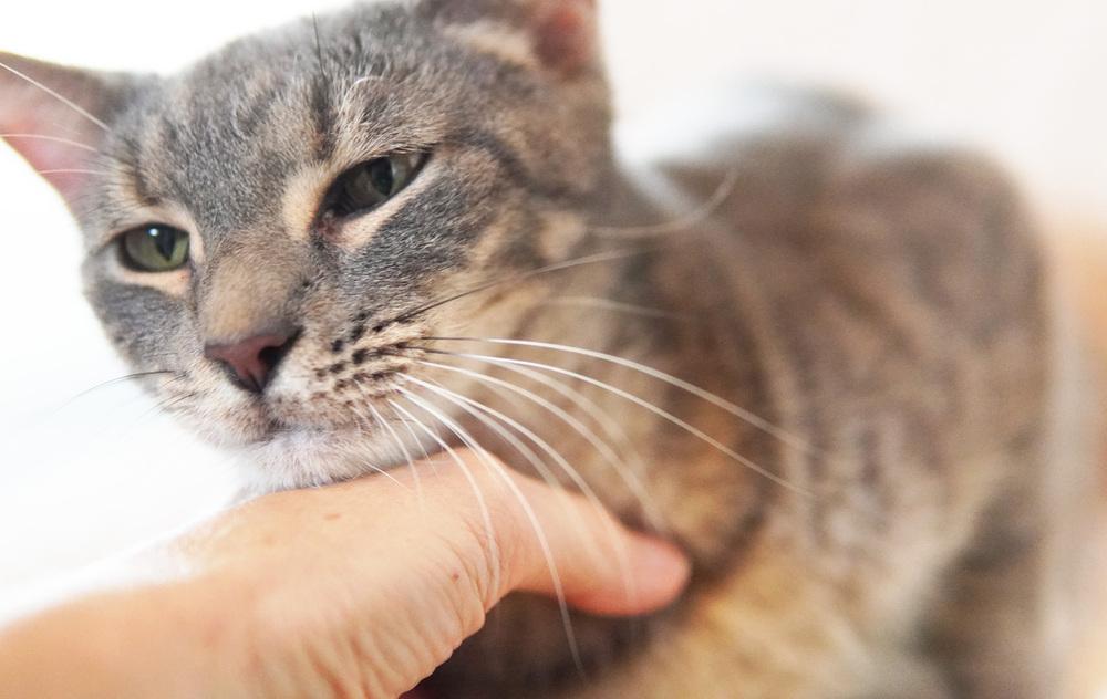 Enlarge Kiko, a Adoptable Domestic Short Hair in Wellington, FL image 2/6