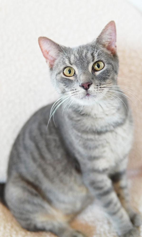 Enlarge Kiko, a Adoptable Domestic Short Hair in Wellington, FL image 3/6