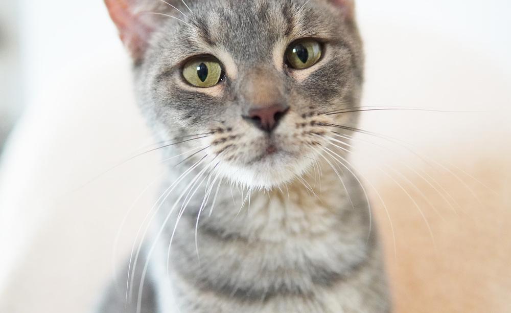 Enlarge Kiko, a Adoptable Domestic Short Hair in Wellington, FL image 4/6