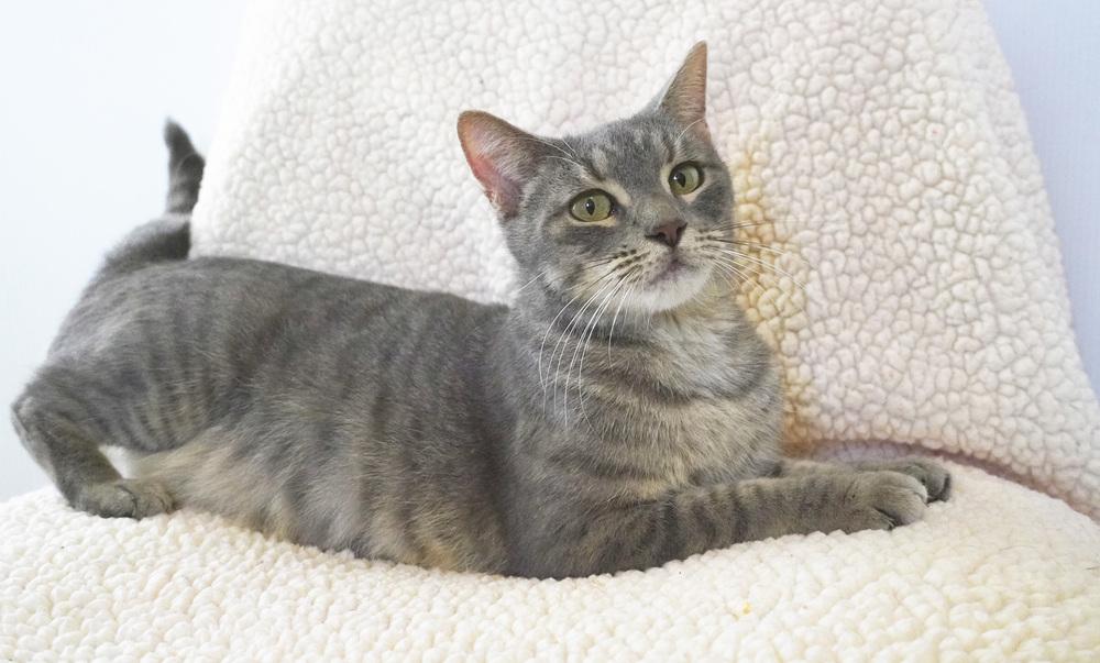 Enlarge Kiko, a Adoptable Domestic Short Hair in Wellington, FL image 5/6