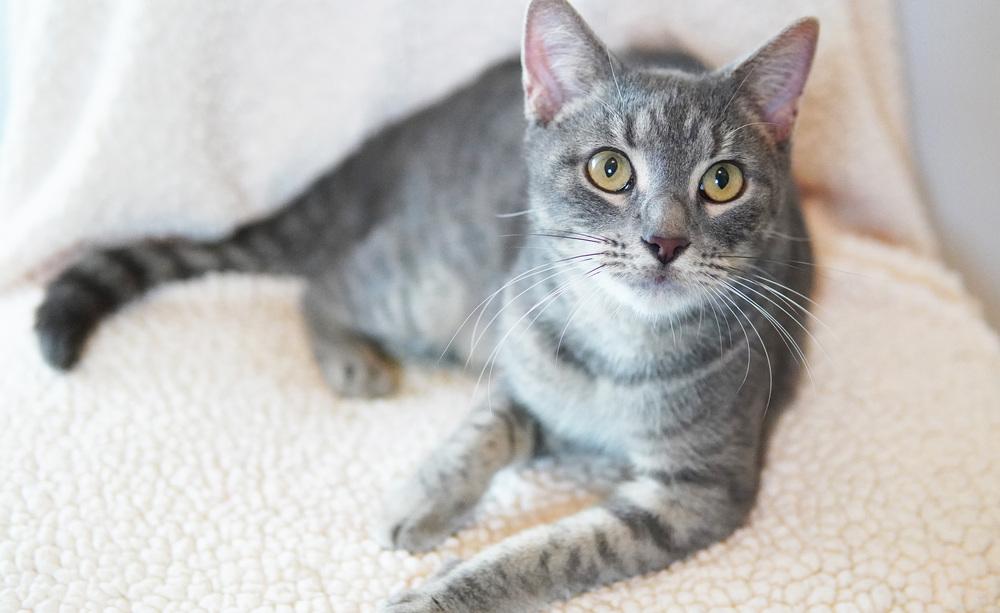 Enlarge Kiko, a Adoptable Domestic Short Hair in Wellington, FL image 6/6