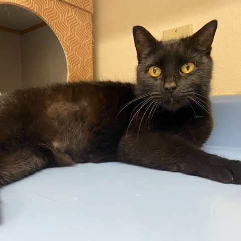 Enlarge Jingles, a Adoptable mixed breed in Centralia, IL image 1/1