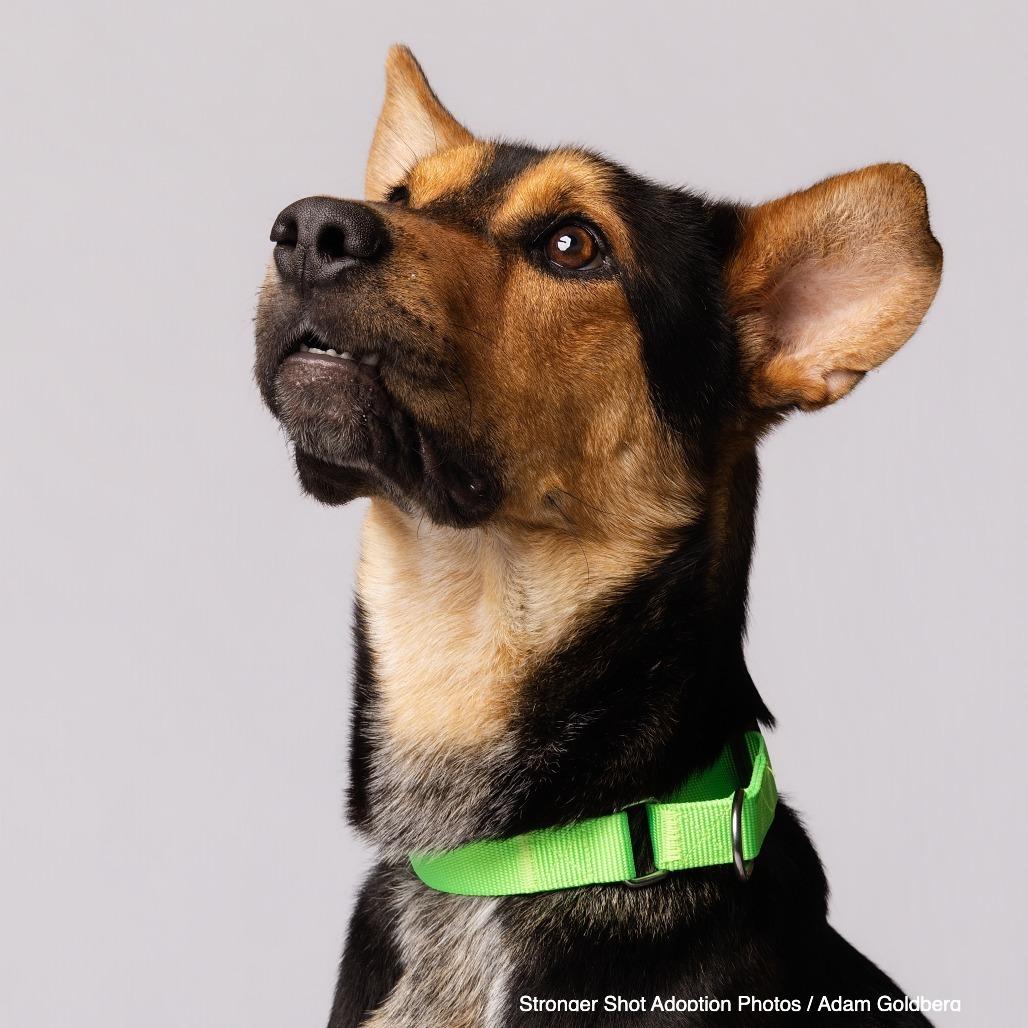 Rowan, Adoptable, Adult Male Mixed Breed.