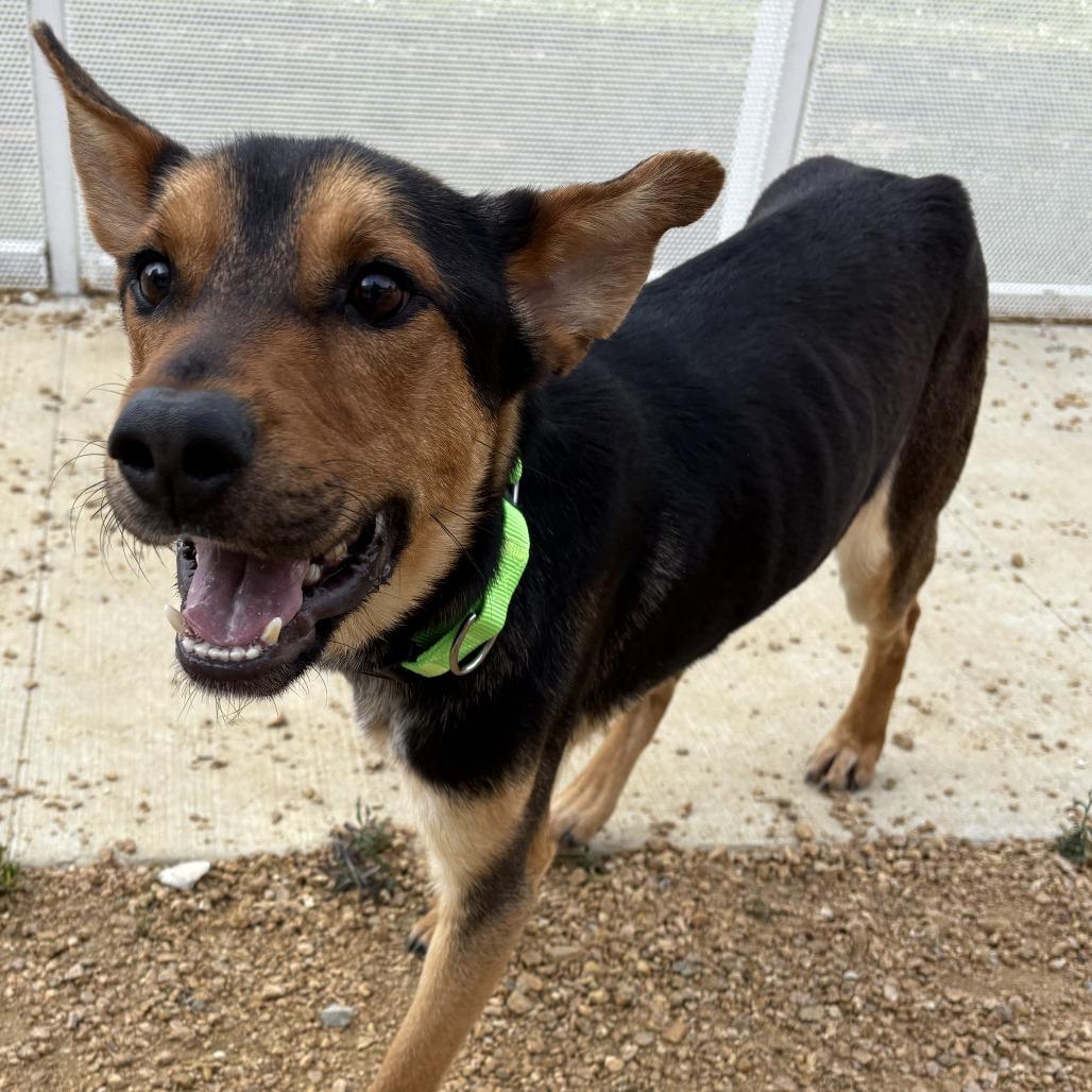 Rowan, Adoptable, Adult Male Mixed Breed.