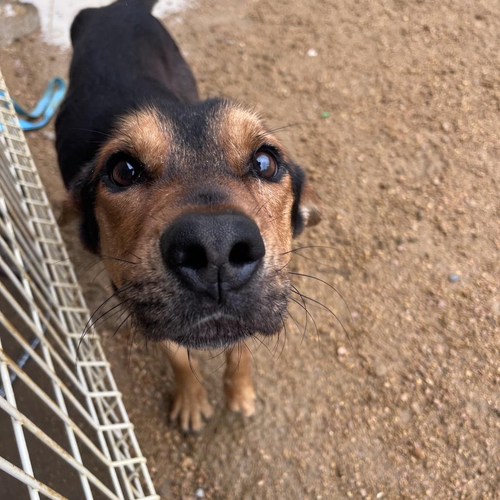 Rowan, a Adoptable Mixed Breed in Bentonville, AR image 2/4
