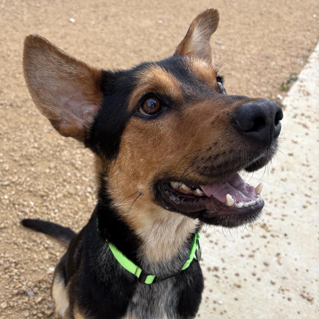 Rowan, a Adoptable Mixed Breed in Bentonville, AR image 3/4