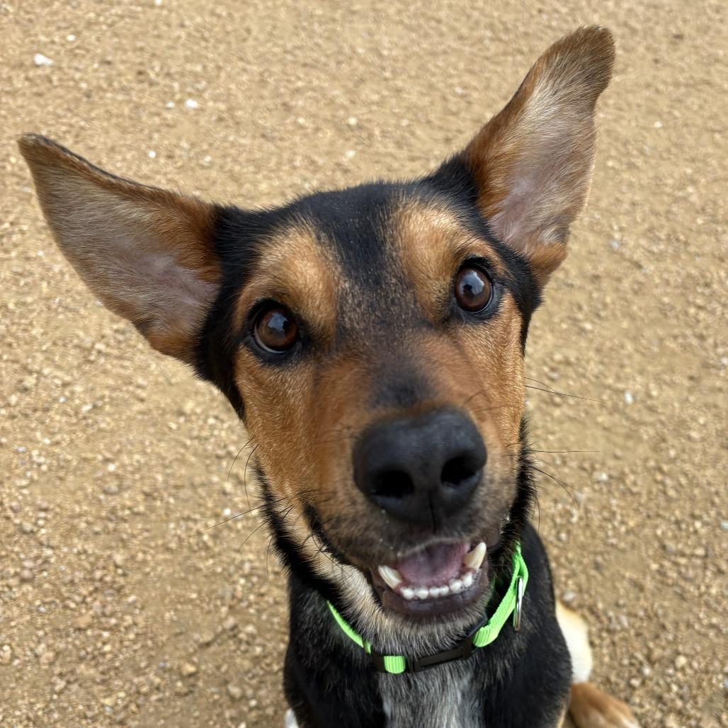 Rowan, a Adoptable Mixed Breed in Bentonville, AR image 4/4