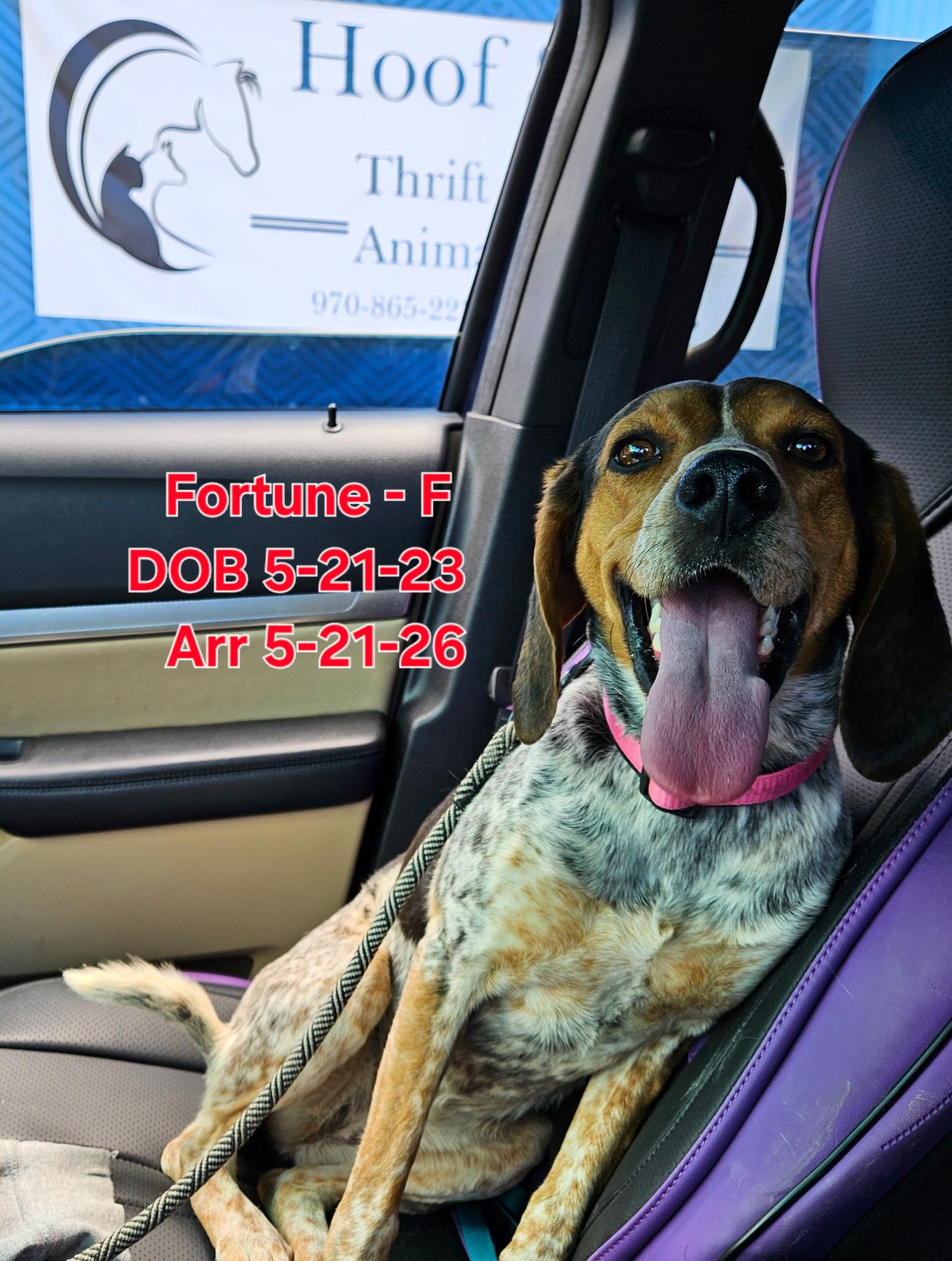 Enlarge Fortune, a Adoptable Bluetick Coonhound in Nucla, CO image 1/1