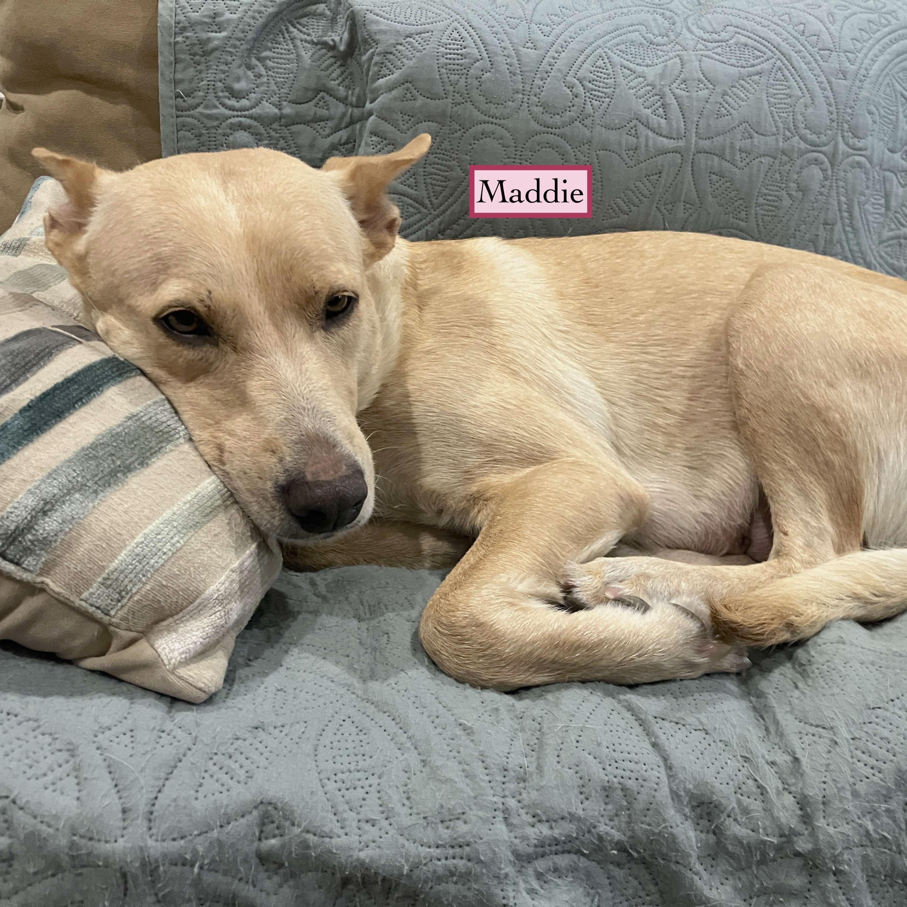 Enlarge Maddie, a Adoptable mixed breed in Fort Lupton, CO image 3/6