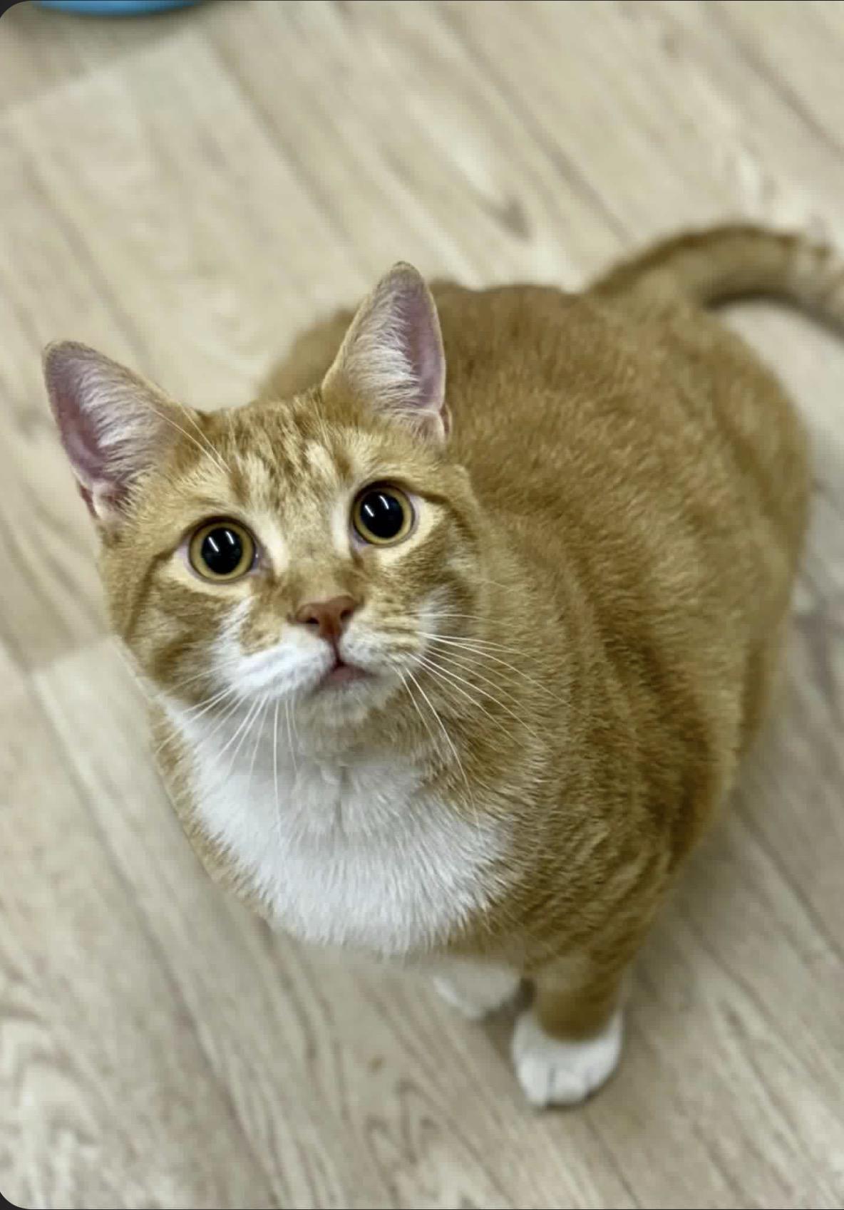 Layne =^.^=, Adoptable, Adult Male Domestic Short Hair.