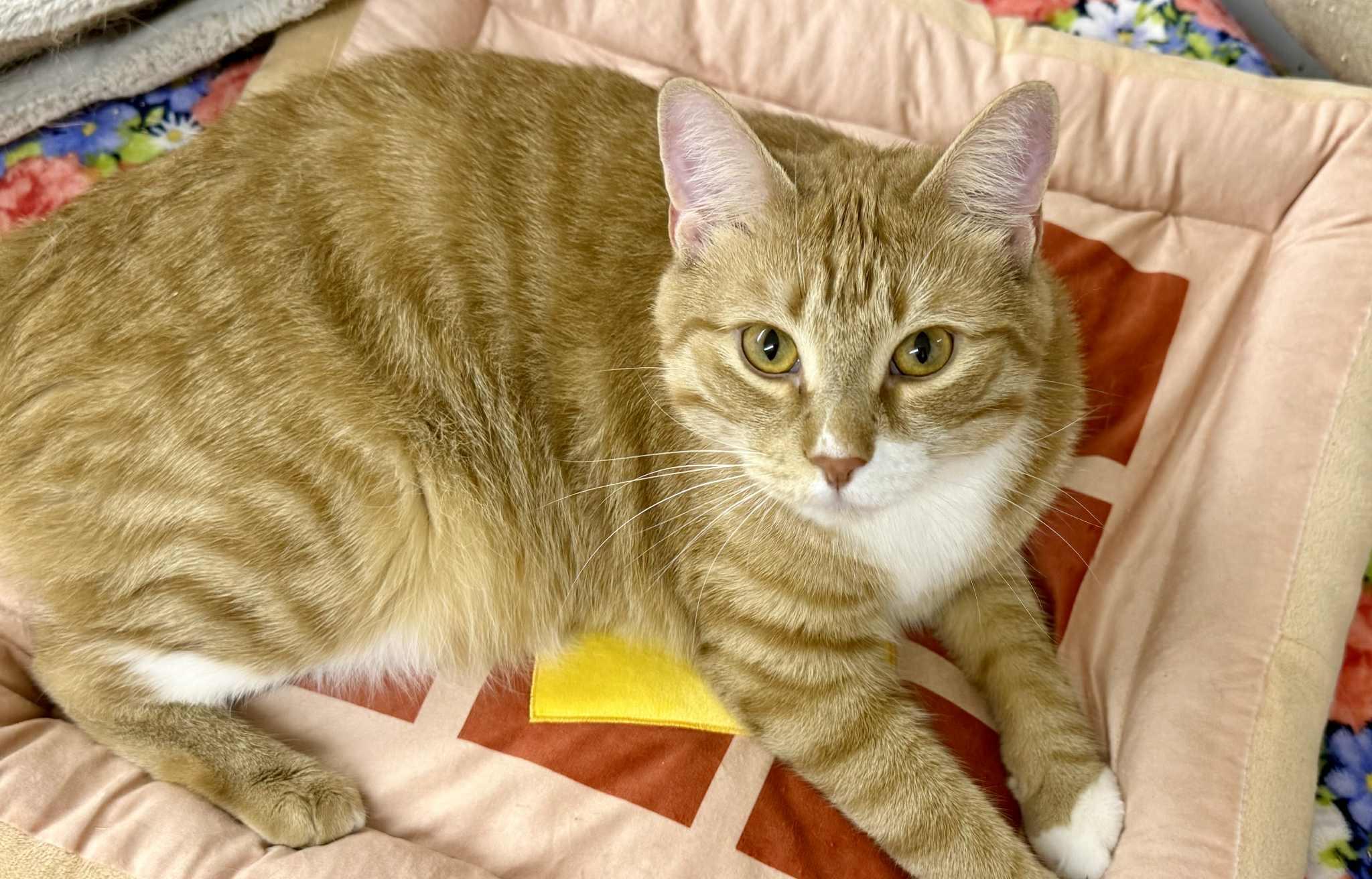 Enlarge Layne & Lennon, a Adoptable Domestic Short Hair in Jacksonville, FL image 4/4