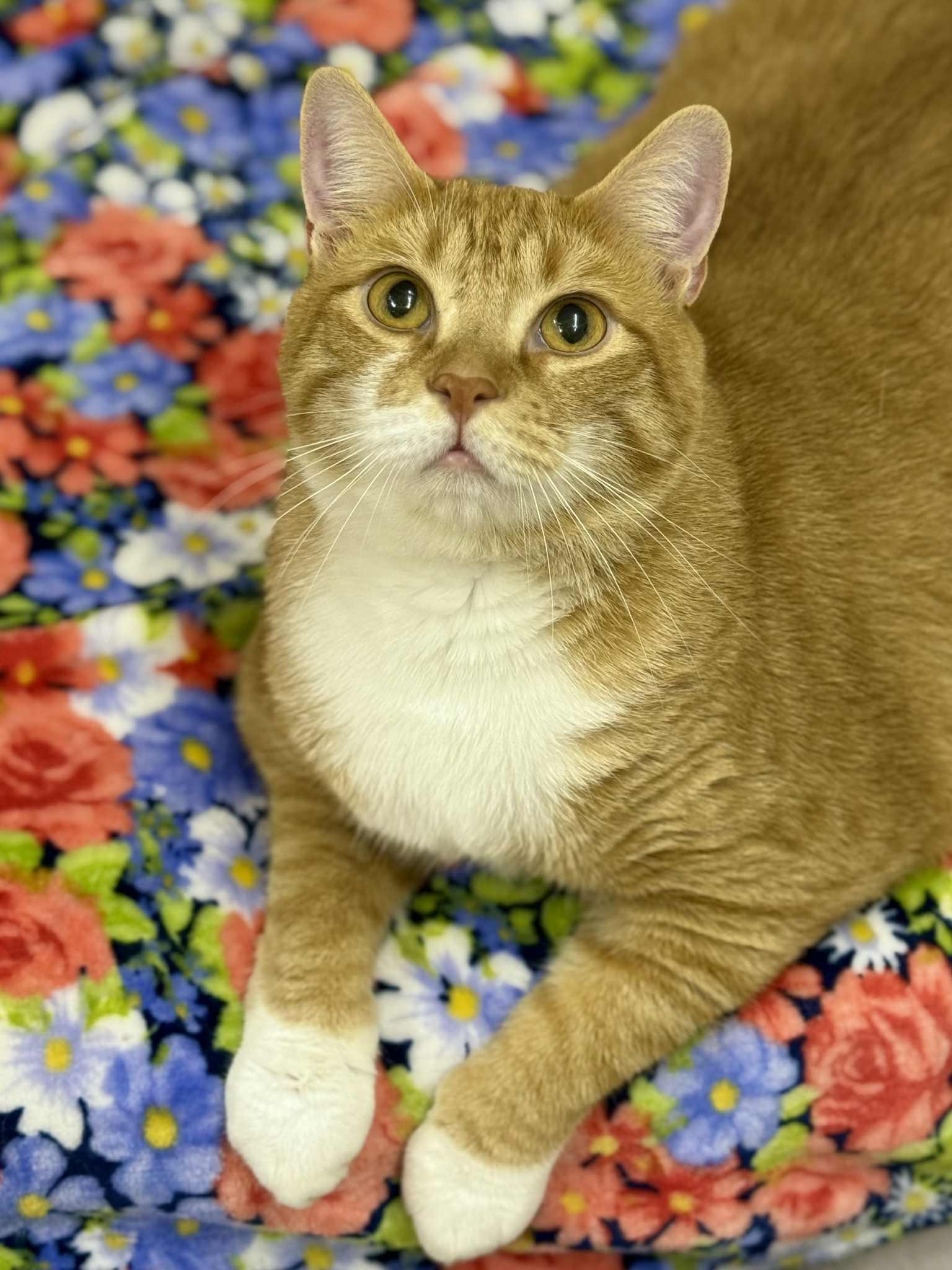 Layne =^.^=, an adoptable Domestic Short Hair in Jacksonville, FL, 32206 | Photo Image 1