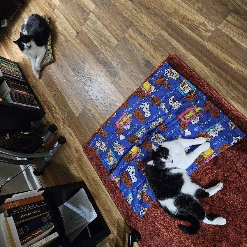 Apple & Coco, an adopted Domestic Long Hair in College Park, MD image 6/6