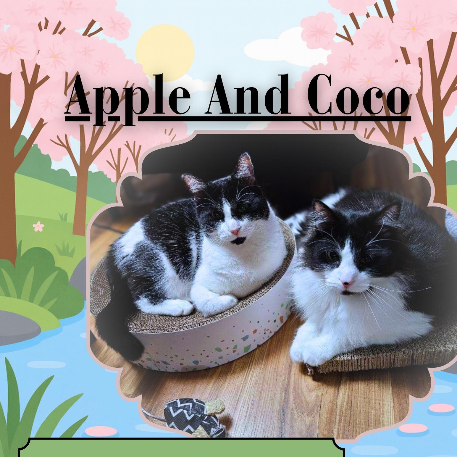 Apple & Coco, an adopted Domestic Long Hair in College Park, MD image 2/6