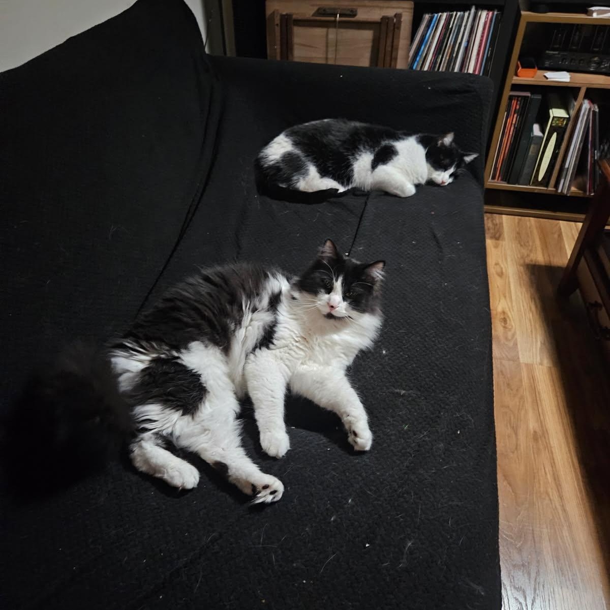 Apple & Coco, an adopted Domestic Long Hair in College Park, MD image 5/6