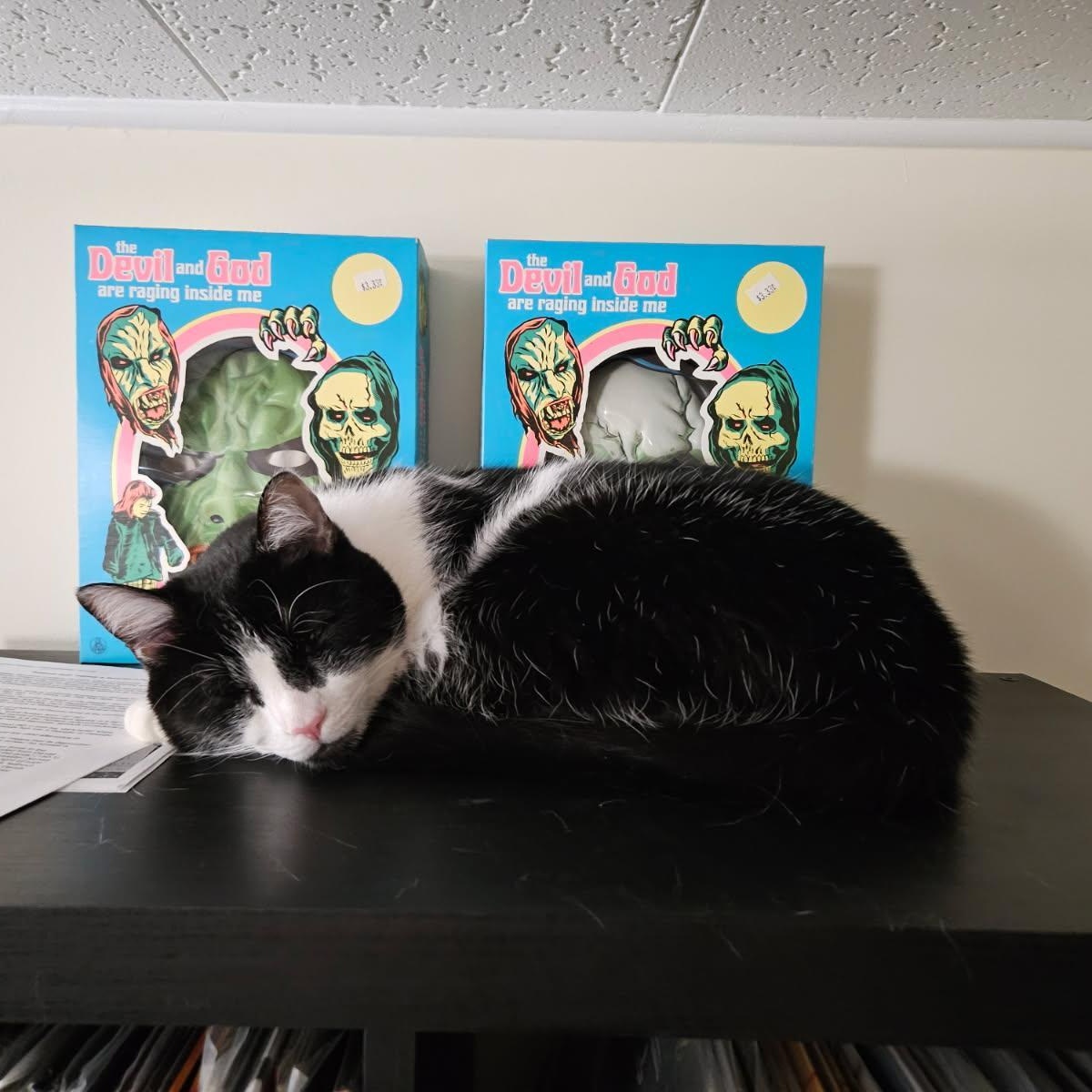 Apple & Coco, an adopted Domestic Long Hair in College Park, MD image 3/6