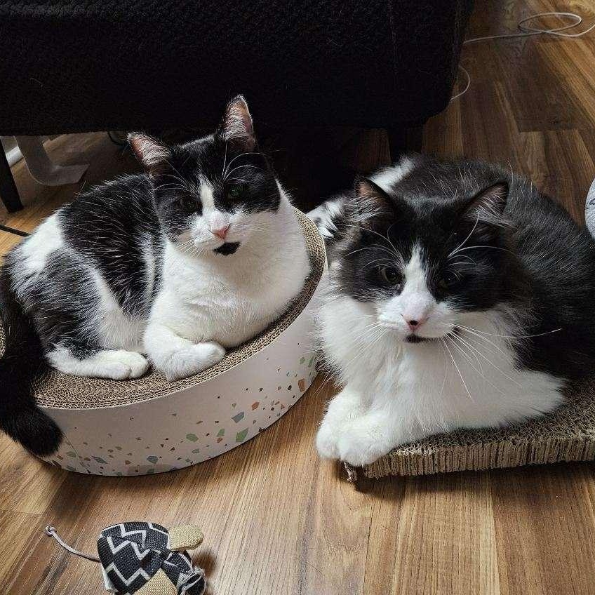 Apple & Coco, an adopted Domestic Long Hair in College Park, MD image 1/6