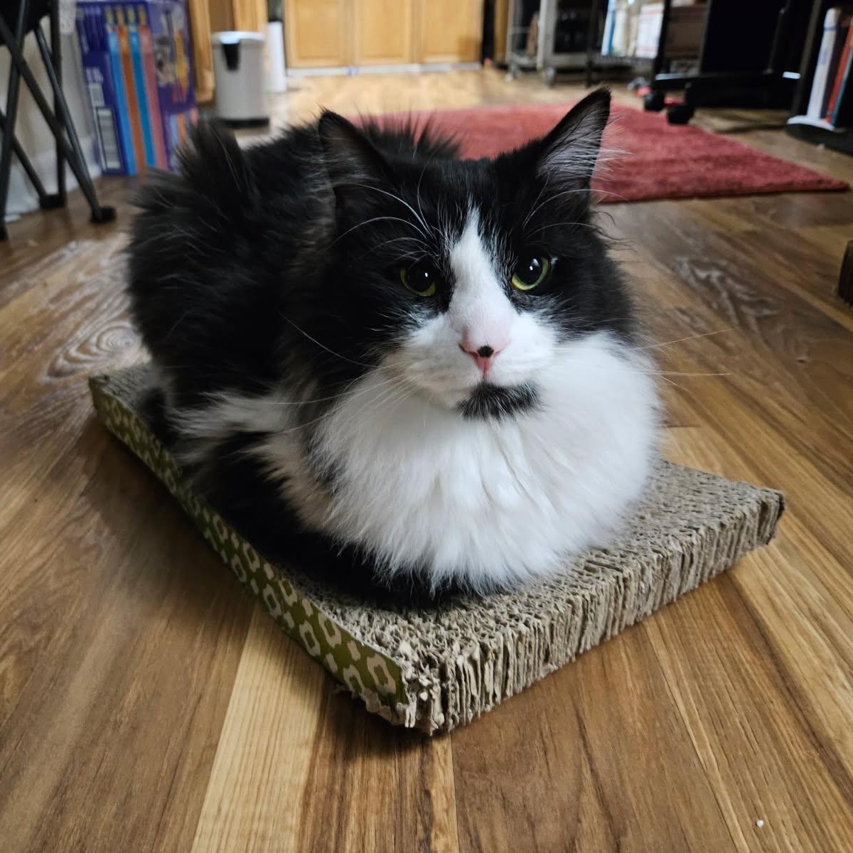 Apple & Coco, an adopted Domestic Long Hair in College Park, MD image 4/6