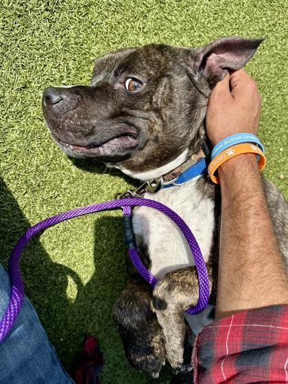 Enlarge Rockwell, a Adoptable mixed breed in Wichita, KS image 1/3
