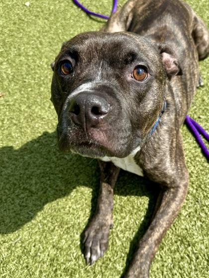 Enlarge Rockwell, a Adoptable mixed breed in Wichita, KS image 2/3