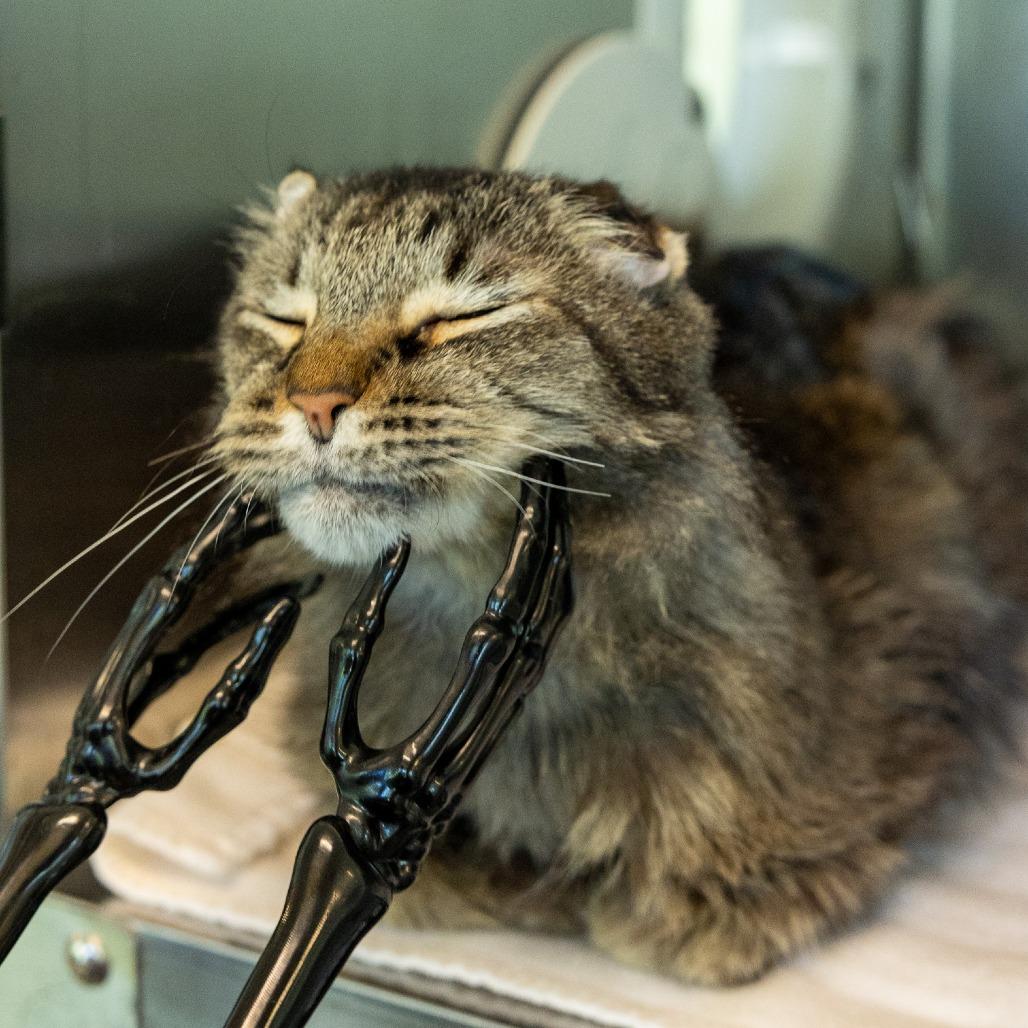 Enlarge Leopold, a Adoptable Domestic Long Hair in Asheville, NC image 1/3