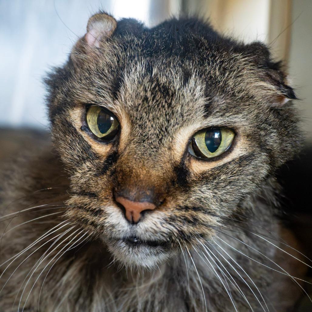 Enlarge Leopold, a Adoptable Domestic Long Hair in Asheville, NC image 2/3