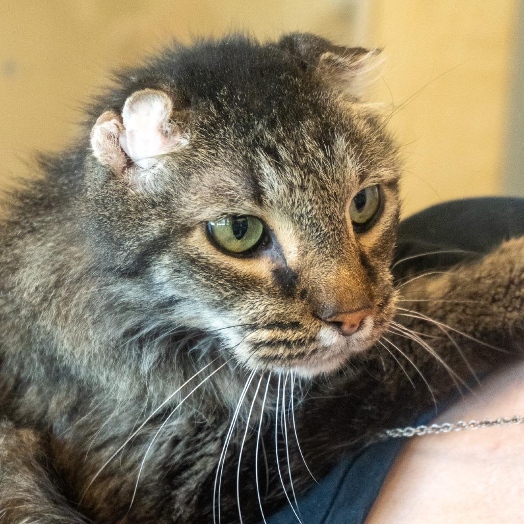 Enlarge Leopold, a Adoptable Domestic Long Hair in Asheville, NC image 3/3