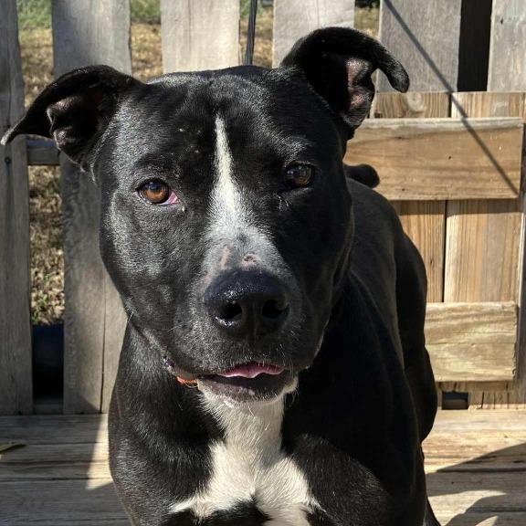 Brad, a Adoptable Pit Bull Terrier in Pulaski, TN image 2/2