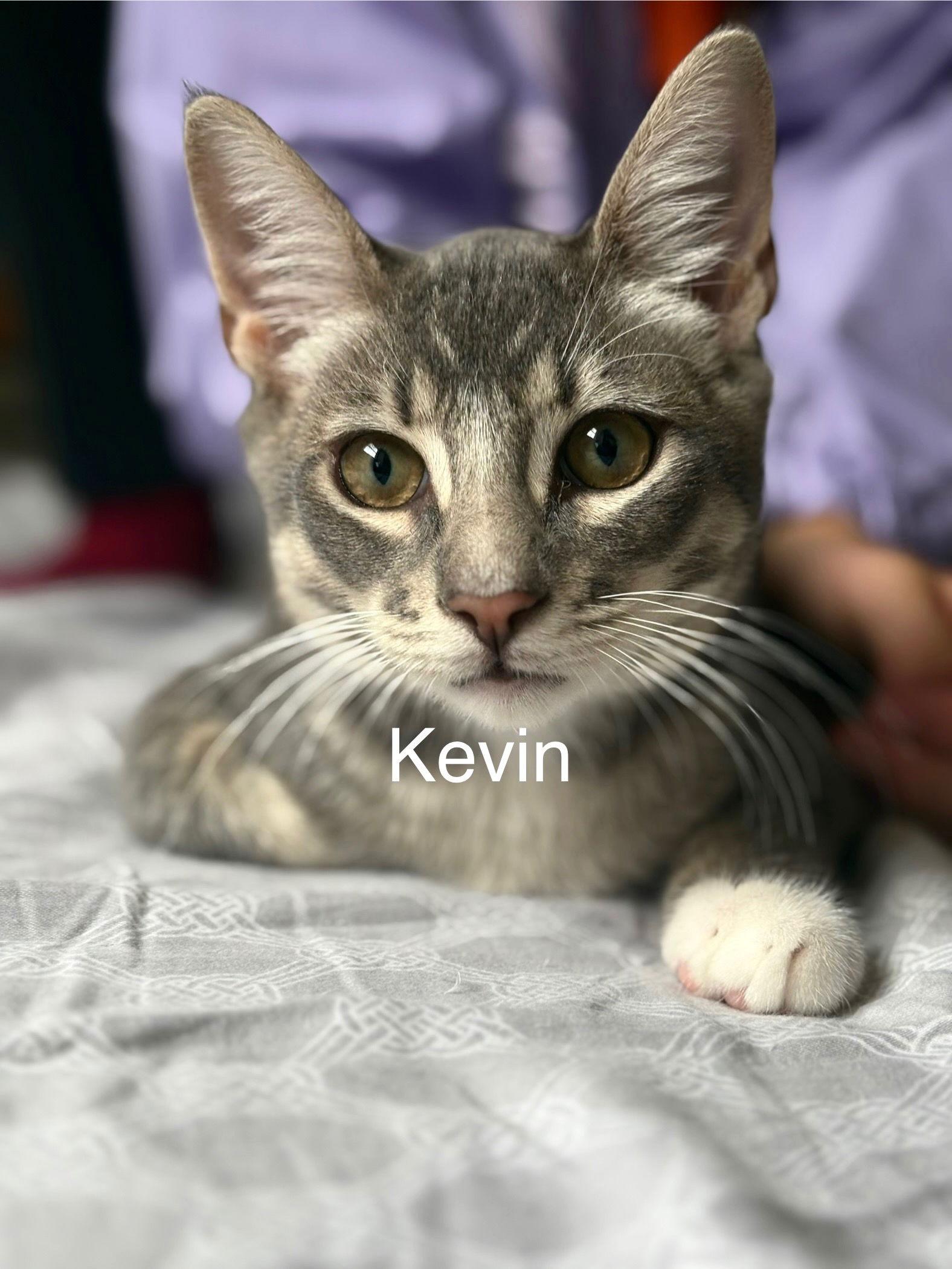 Enlarge Kevin, a Adoptable mixed breed in Campbell, CA image 1/3