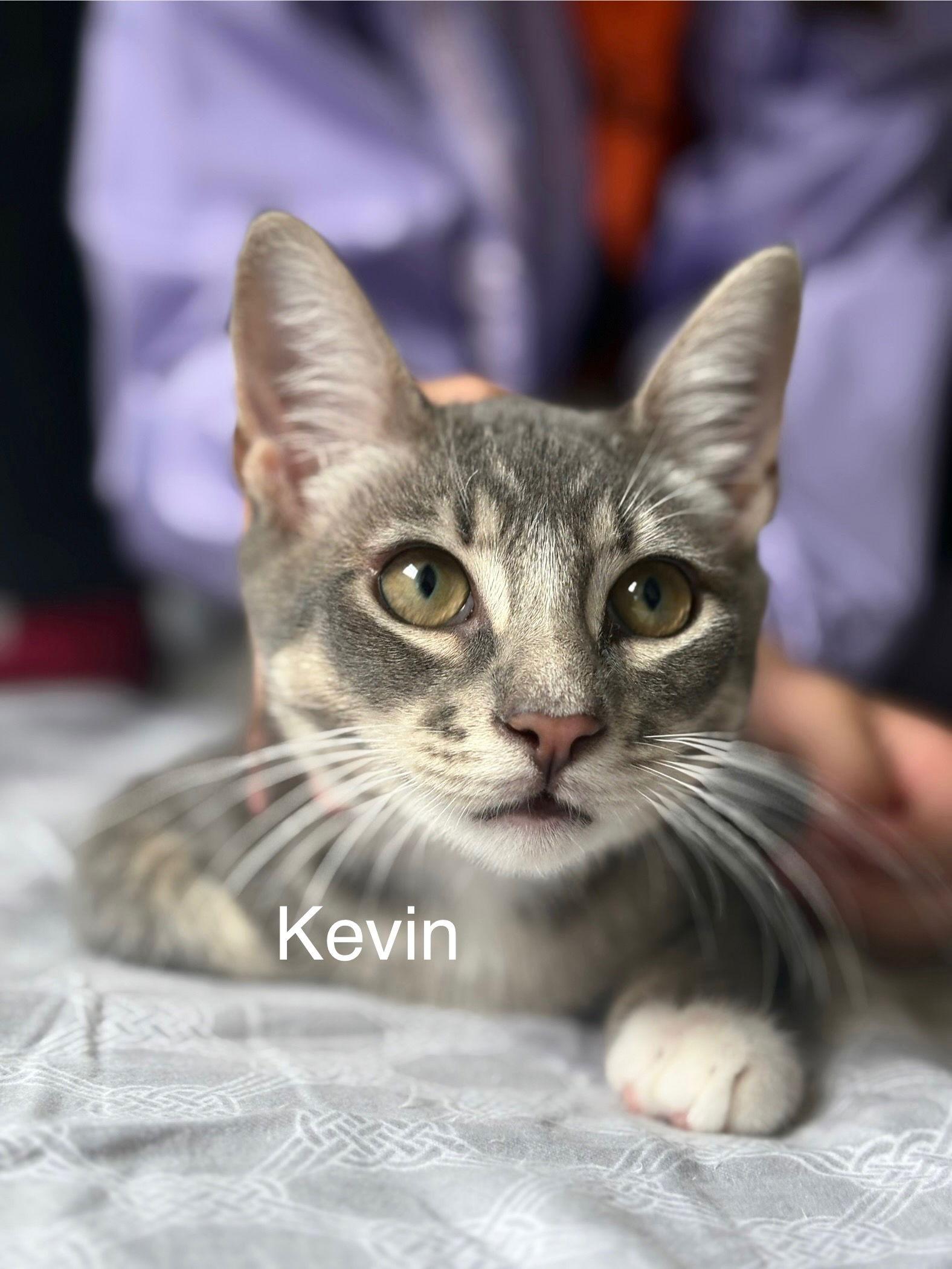 Enlarge Kevin, a Adoptable mixed breed in Campbell, CA image 2/3