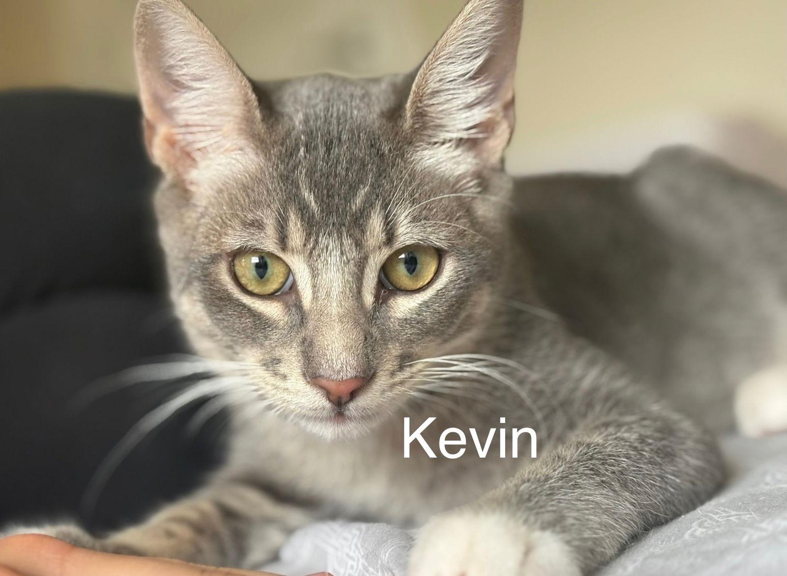 Enlarge Kevin, a Adoptable mixed breed in Campbell, CA image 3/3
