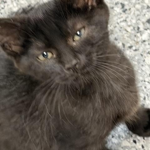 Kmart, adopted, Kitten Female Domestic Short Hair.